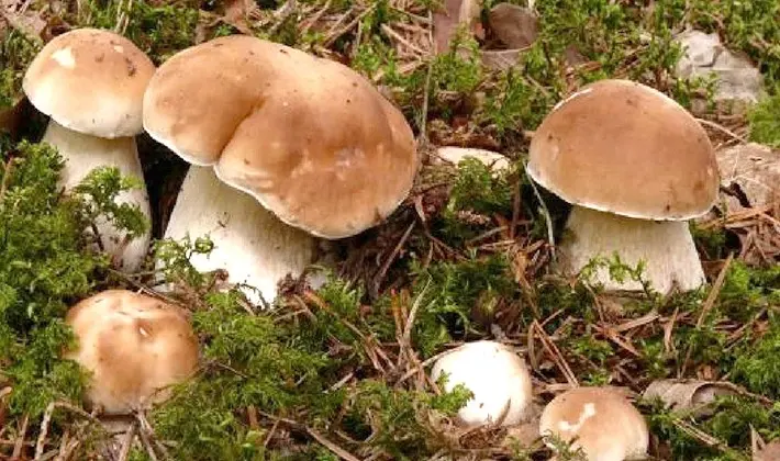 How to store porcini mushrooms after harvest and for the winter