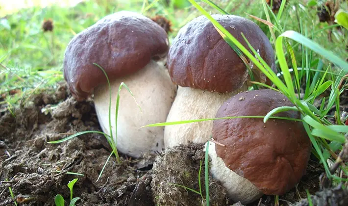 How to store porcini mushrooms after harvest and for the winter