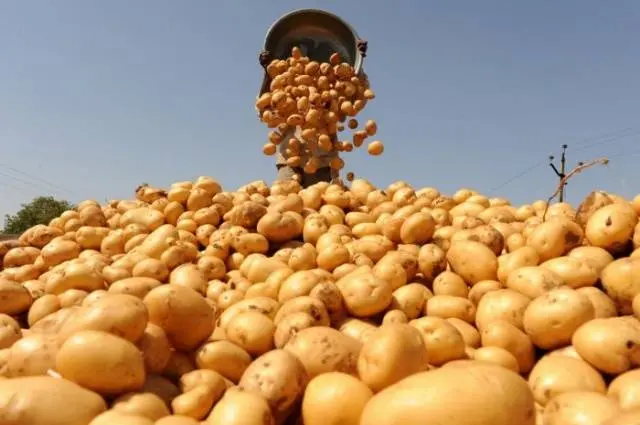 How to store potatoes in the cellar in winter 