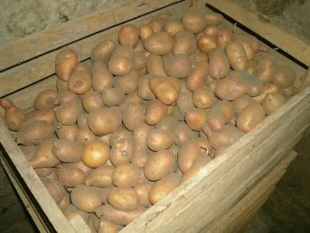 How to store potatoes in the cellar in winter 