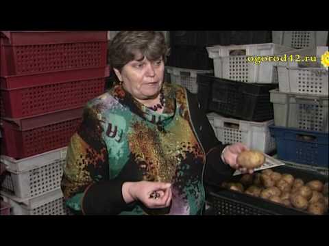 How to store potatoes in the cellar in winter 