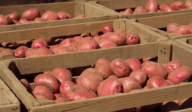 How to store potatoes in the cellar in winter 