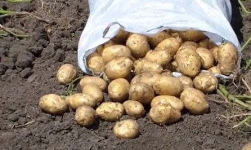 How to store potatoes in the cellar in winter 