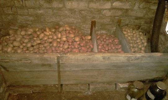 How to store potatoes in the cellar in winter 