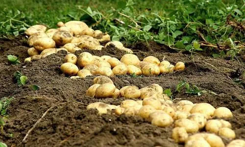 How to store potatoes in the cellar in winter 