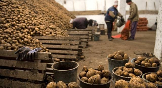 How to store potatoes in the cellar in winter 