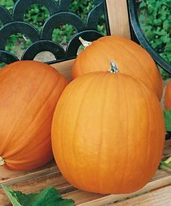 How to store pumpkin at home in winter