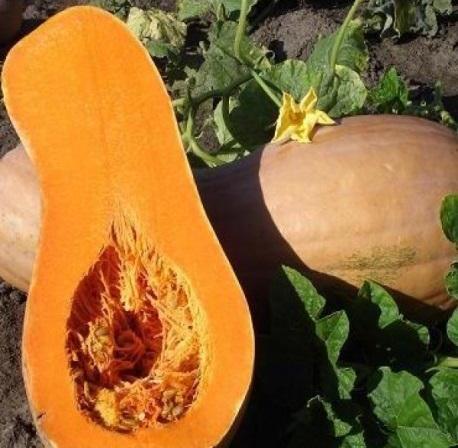 How to store pumpkin at home in winter