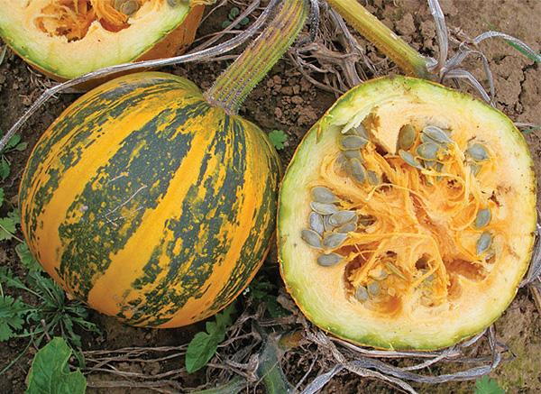 How to store pumpkin at home in winter