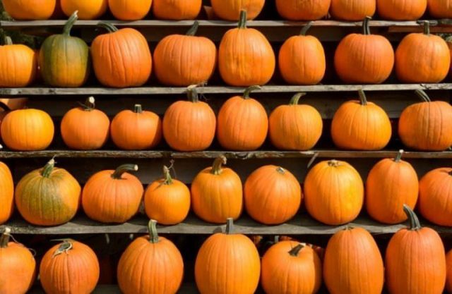 How to store pumpkin at home in winter