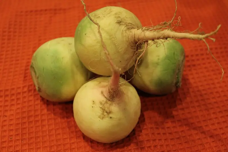 How to store radishes: tips and advice from gardeners