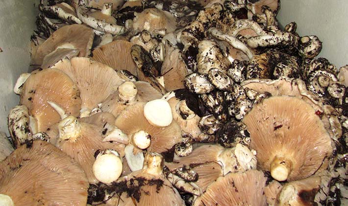 How to store salted milk mushrooms at home