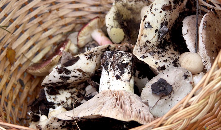 How to store salted milk mushrooms at home