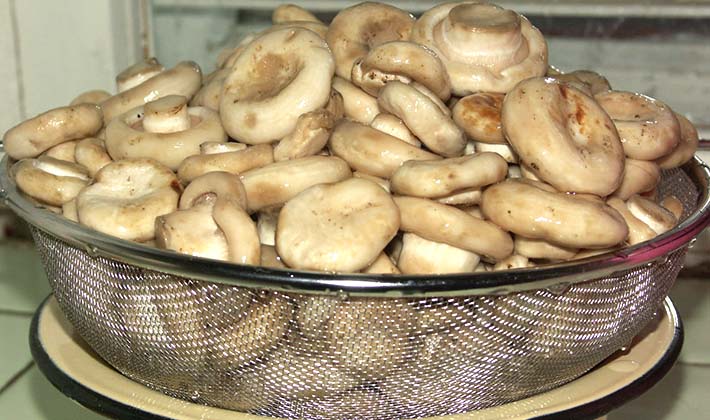 How to store salted milk mushrooms at home