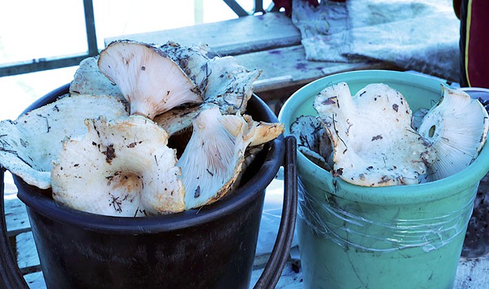 How to store salted milk mushrooms at home