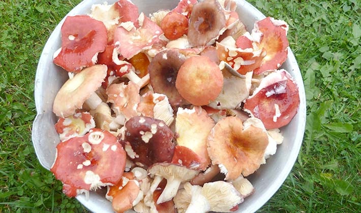 How to store salted milk mushrooms at home