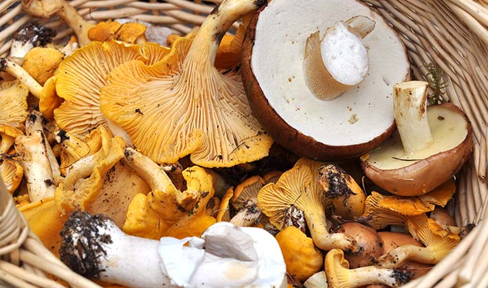 How to store salted milk mushrooms at home