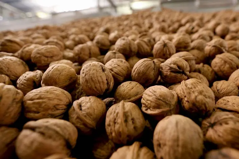 How to store shelled walnuts so that the kernels do not spoil