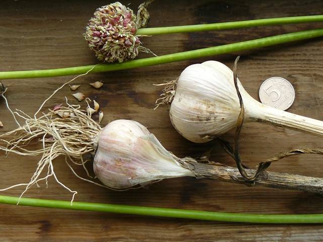 How to store spring garlic