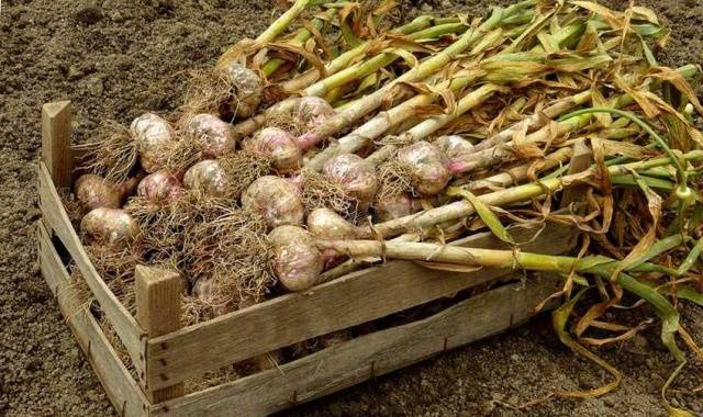 How to store spring garlic