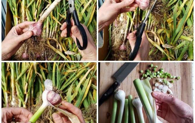 How to store spring garlic