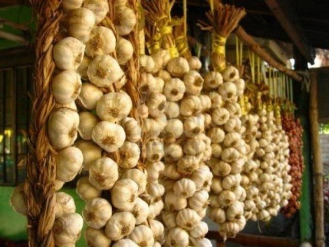 How to store spring garlic