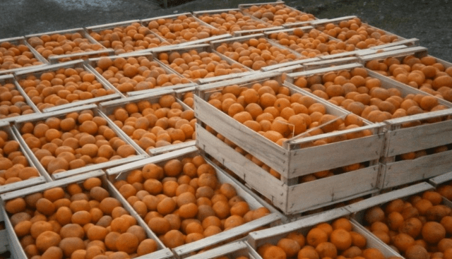 How to store tangerines at home