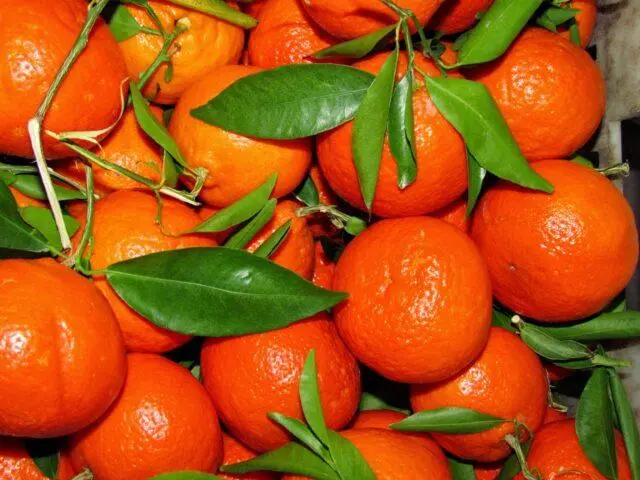 How to store tangerines at home