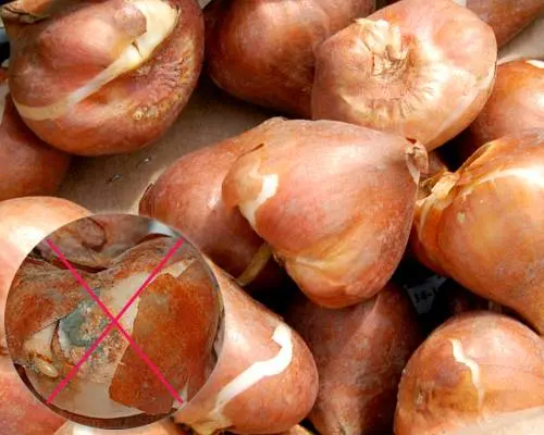 How to store tulip bulbs in winter at home