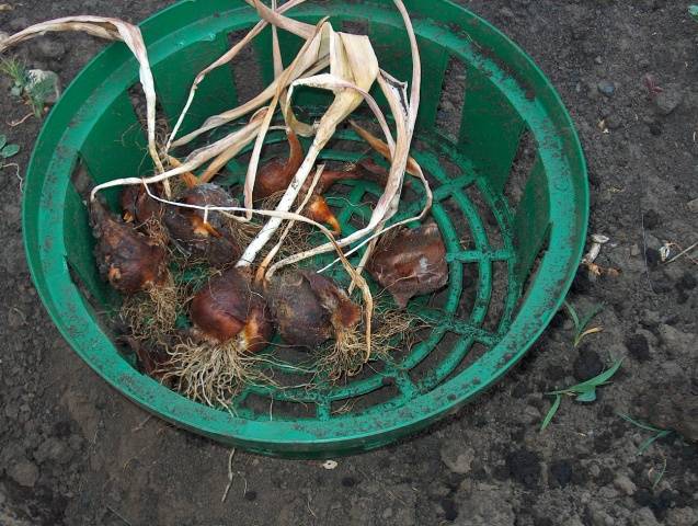 How to store tulip bulbs in winter at home