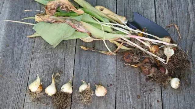 How to store tulip bulbs in winter at home