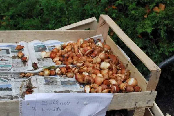 How to store tulip bulbs in winter at home