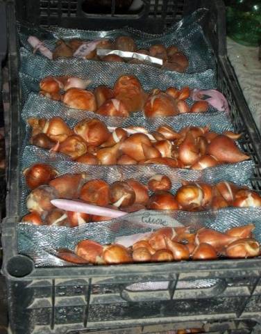 How to store tulip bulbs in winter at home