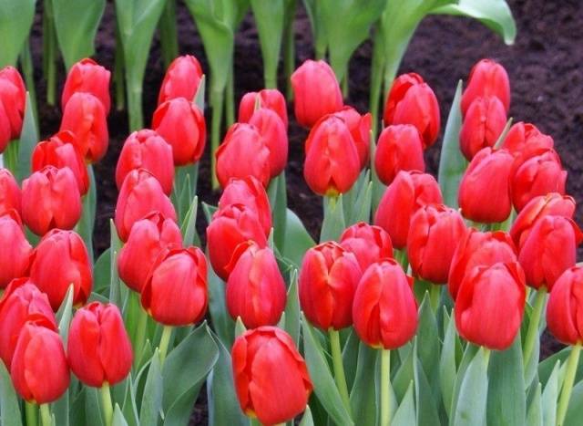 How to store tulip bulbs in winter at home