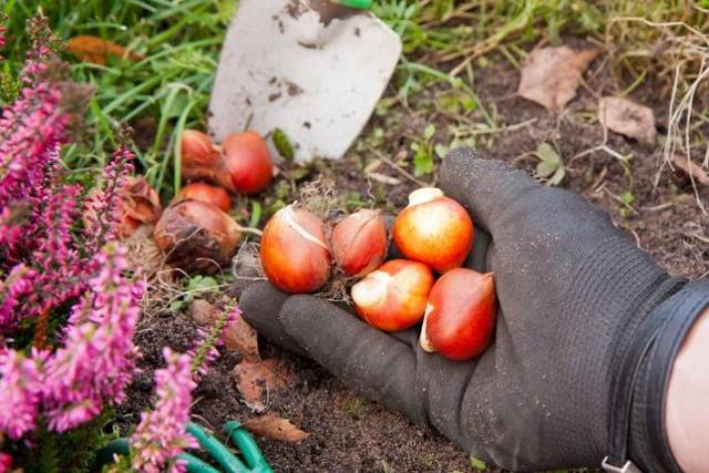 How to store tulip bulbs in winter at home