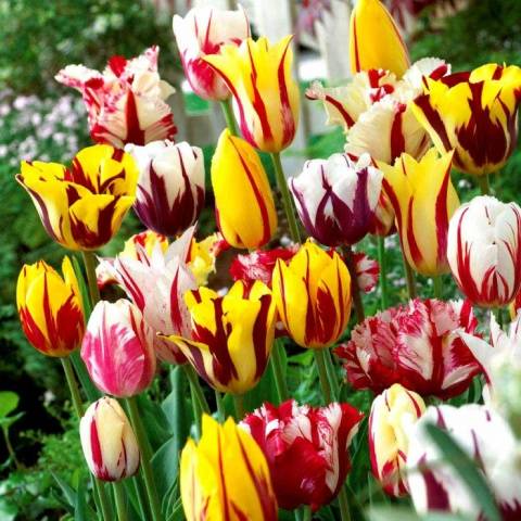 How to store tulip bulbs in winter at home