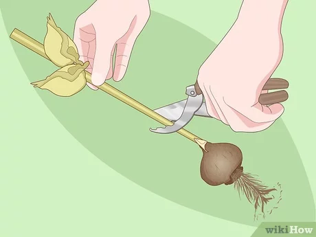 How to store tulip bulbs in winter at home