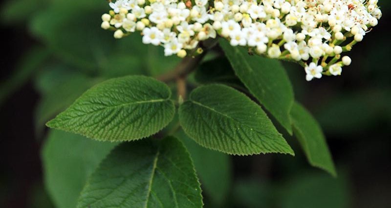 How to store viburnum at home: preparations for the winter