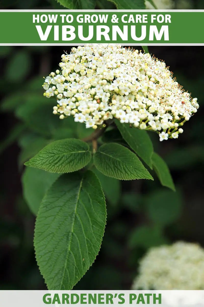 How to store viburnum at home: preparations for the winter