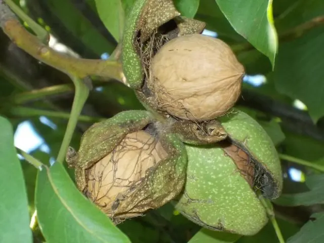 How to store walnuts