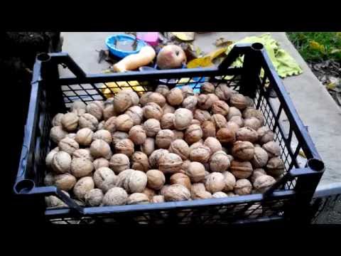 How to store walnuts