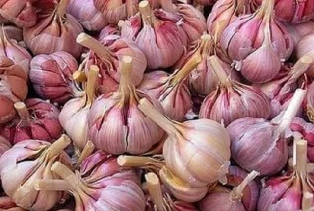 How to store winter garlic at home 