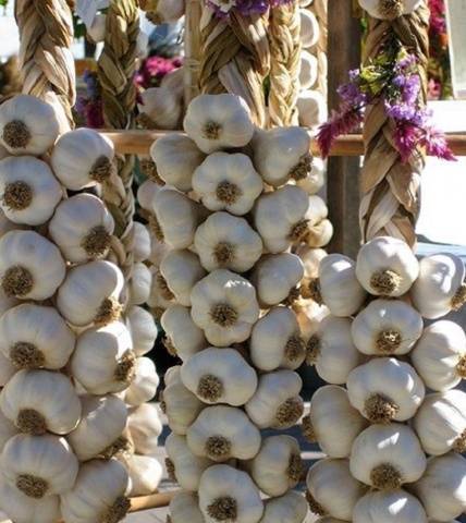 How to store winter garlic at home 