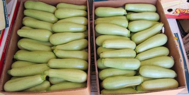 How to store zucchini at home