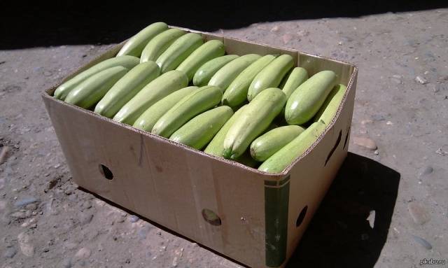 How to store zucchini at home