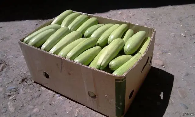 How to store zucchini at home