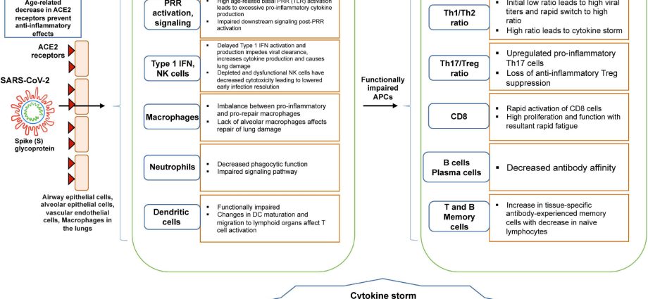 How to strengthen the immunity of the elderly to reduce the risk of contracting the coronavirus?