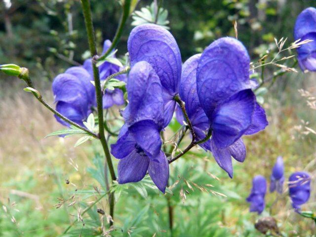 How to take aconite jungaris for cancer treatment