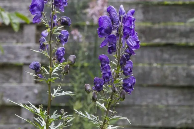 How to take aconite jungaris for cancer treatment