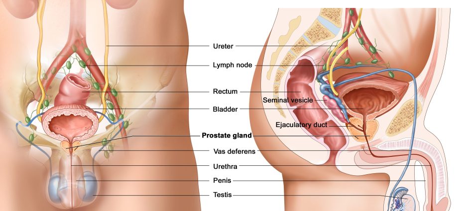 How to take care of the prostate so that it serves us for many years?